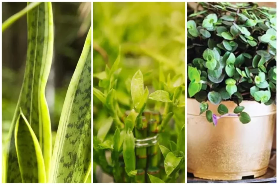 7 Plantas que atraem prosperidade e melhoram a vida financeira